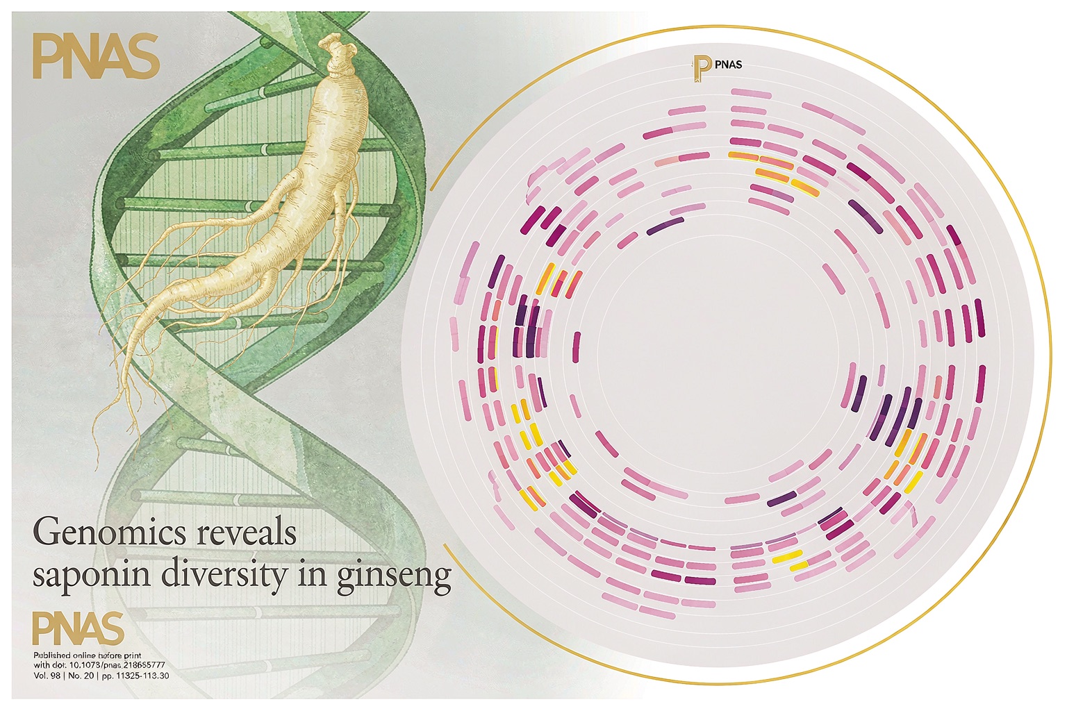 ginseng domestication genomics pnas