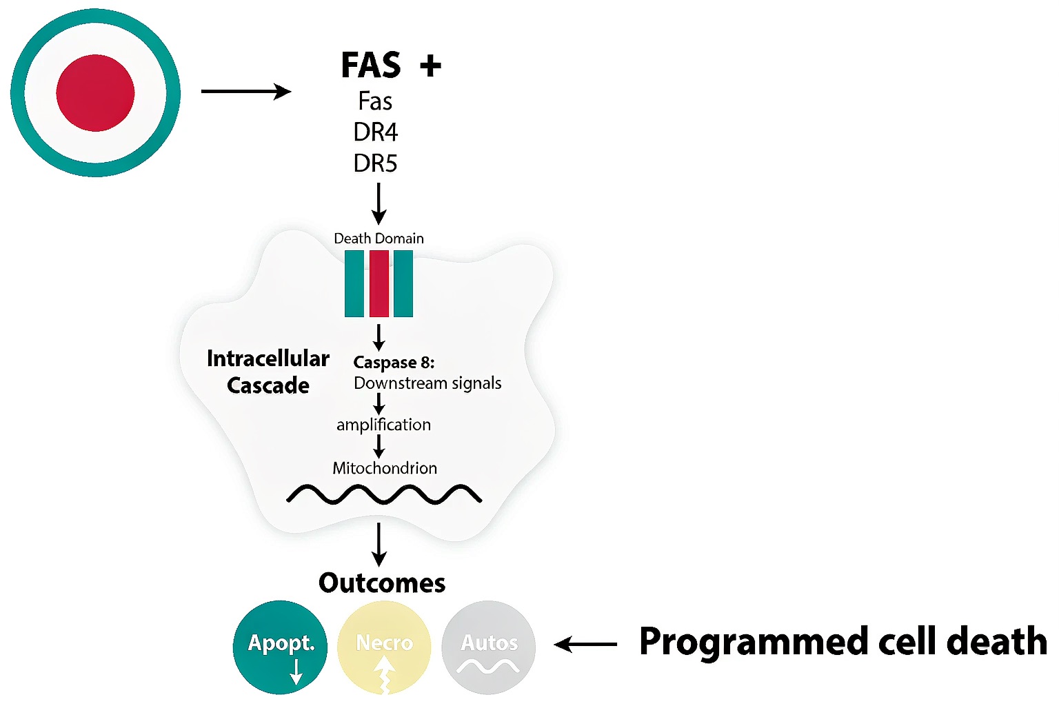 ginseng fas apoptosis pathway