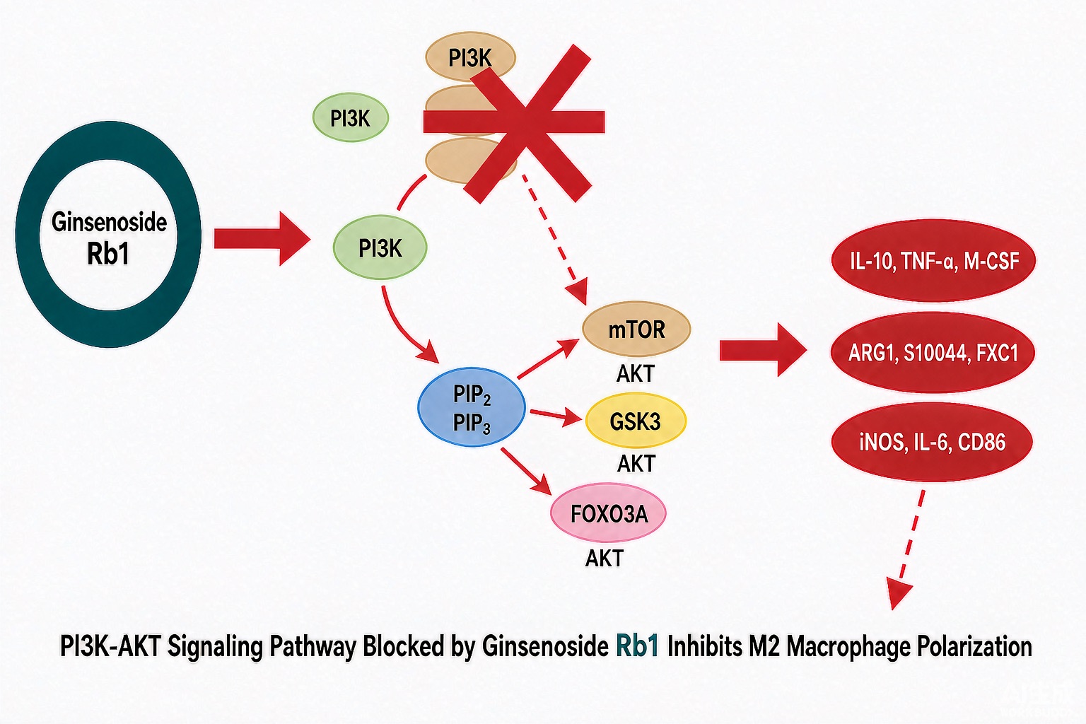 ginsenoside rb1 pi3k akt m2 macrophage polarization