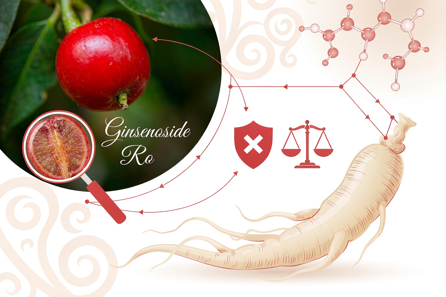 ginsenoside ro anti obesity