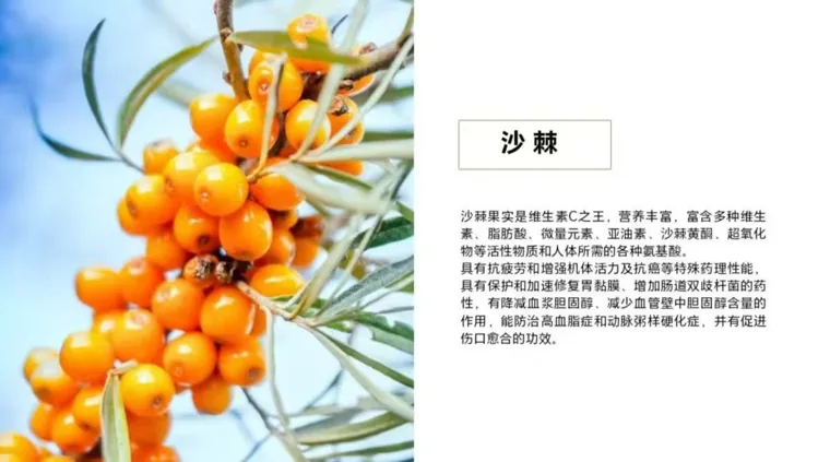 沙棘
