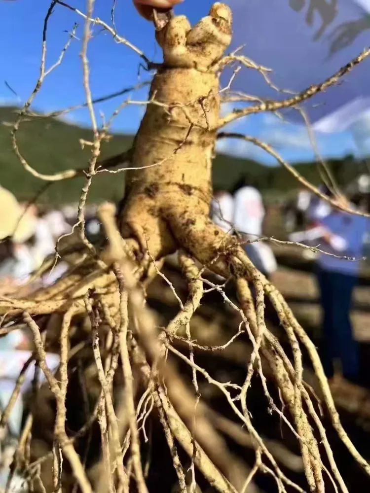 鲜参根部