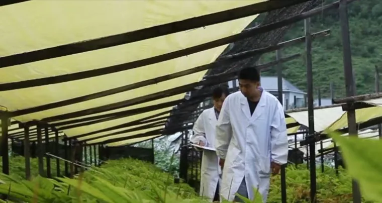 种植现场观察